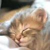 cats?? cats!! cats 13