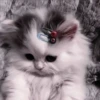CUTE CATS 15