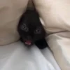 Kitty lub 19