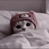 CUTE CATS 16