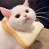 cats?? cats!! cats 14