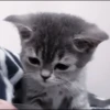 CUTE CATS 17