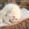 cats?? cats!! cats 15