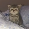 cats?? cats!! cats 16