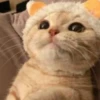 cats?? cats!! cats 17