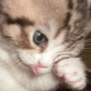 Kitty lub 20