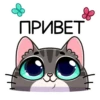 meowr_vk 19