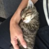 cats?? cats!! cats 18