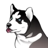 Husky memes 20