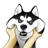 Husky memes 21