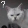 cats?? cats!! cats 19