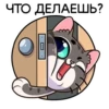 meowr_vk 22