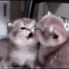 CUTE CATS 19