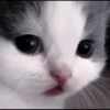 CUTE CATS 20