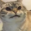 cats?? cats!! cats 20