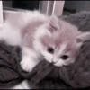 CUTE CATS 21