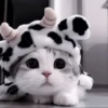 CUTE CATS 22