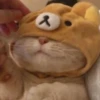 cats?? cats!! cats 21