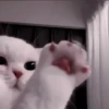 CUTE CATS 23