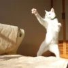 Kitty lub 23