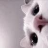 CUTE CATS 24