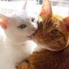 Kitty lub 24