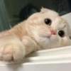 Kitty lub 25