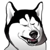 Husky memes 22