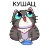 meowr_vk 26
