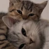 cats?? cats!! cats 22