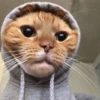 Kitty lub 26