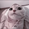 CUTE CATS 25