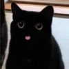cats?? cats!! cats 23