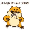 Hamster 21