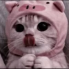CUTE CATS 26