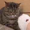 Kitty lub 27