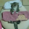 cats?? cats!! cats 24