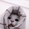 CUTE CATS 27