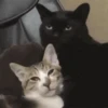 Kitty lub 29