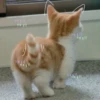 cats?? cats!! cats 25