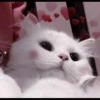 CUTE CATS 28
