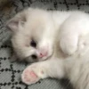 cats?? cats!! cats 26