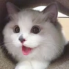 cats?? cats!! cats 27