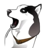 Husky memes 23