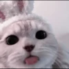 CUTE CATS 29