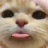 cats?? cats!! cats 28