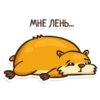 Hamster 24