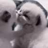 CUTE CATS 30