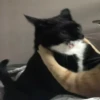 Kitty lub 30