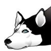 Husky memes 28